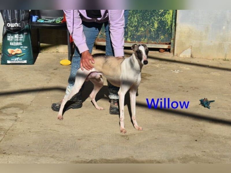 Willow geb. 03/2025 (ESP) - freundlicher, verspielter und sehr sozialer Whippet sucht ein Zuhause!