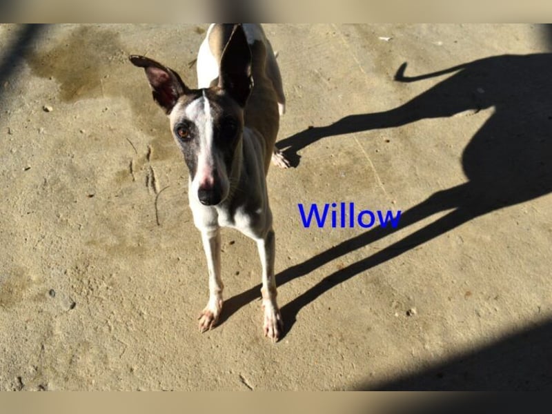 Willow geb. 03/2025 (ESP) - freundlicher, verspielter und sehr sozialer Whippet sucht ein Zuhause!