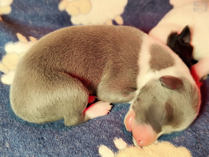 Whippet Welpen von den besten Rennlinien.