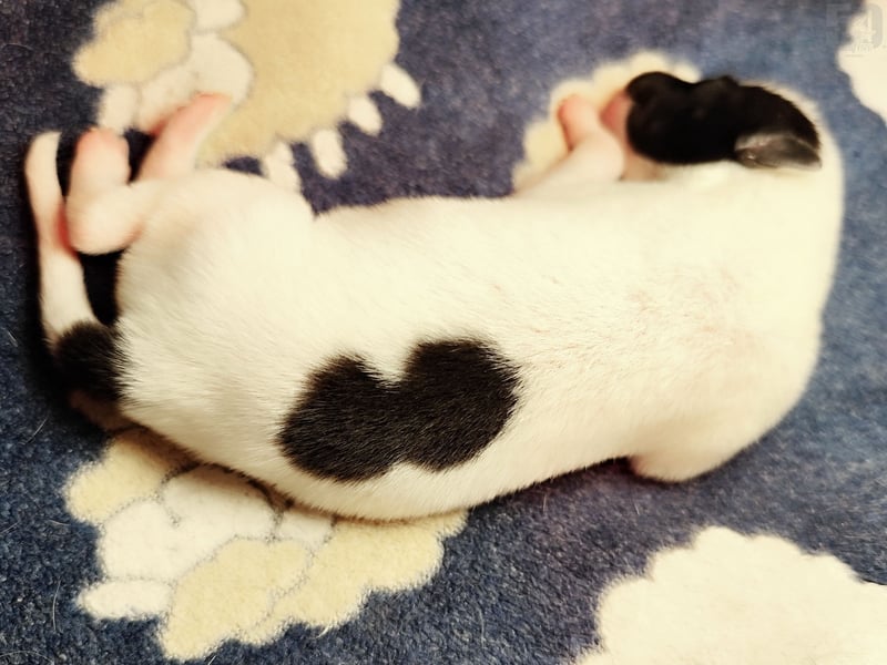 Whippet Welpen von den besten Rennlinien.