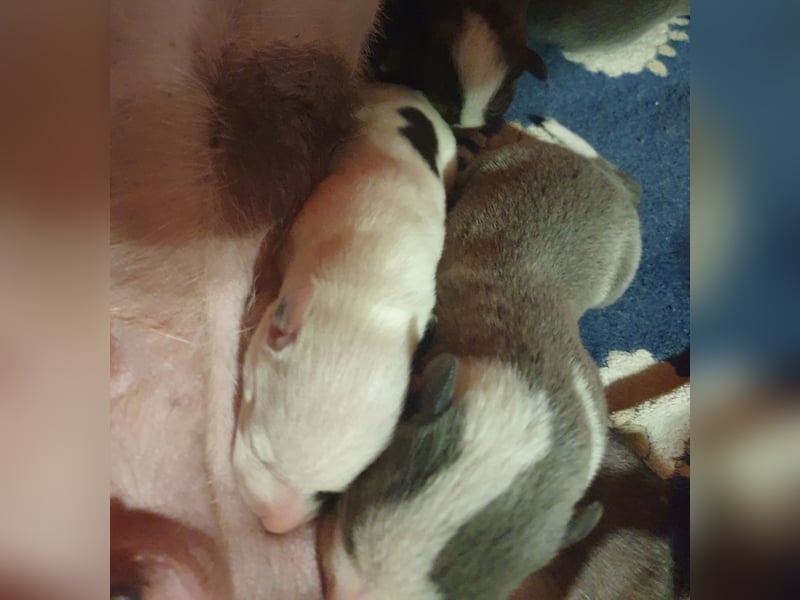 Whippet Welpen von den besten Rennlinien.