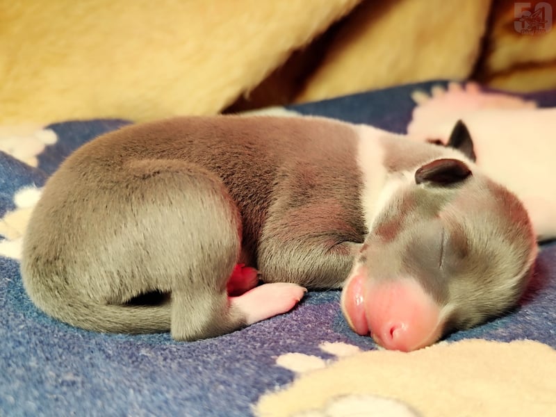 Whippet Welpen von den besten Rennlinien.
