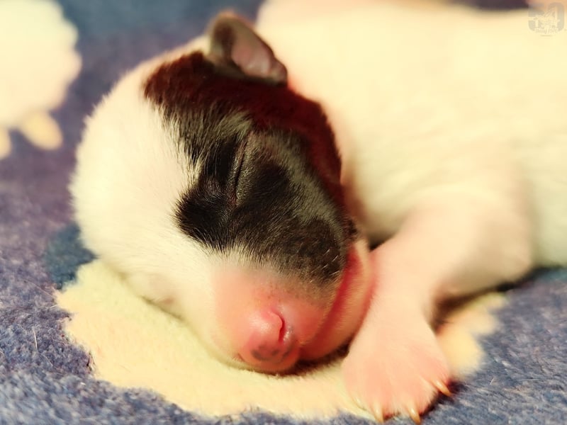 Whippet Welpen von den besten Rennlinien.