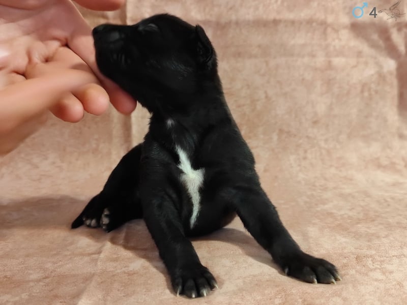 Whippet Welpen von den besten Rennlinien.