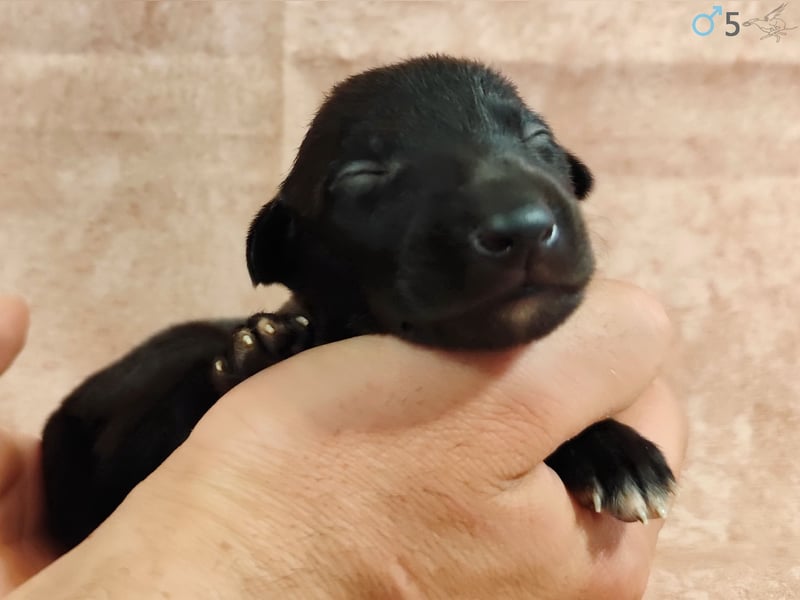 Whippet Welpen von den besten Rennlinien.