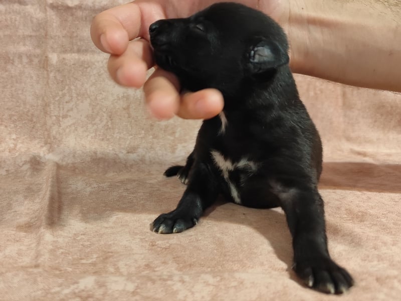 Whippet Welpen von den besten Rennlinien.