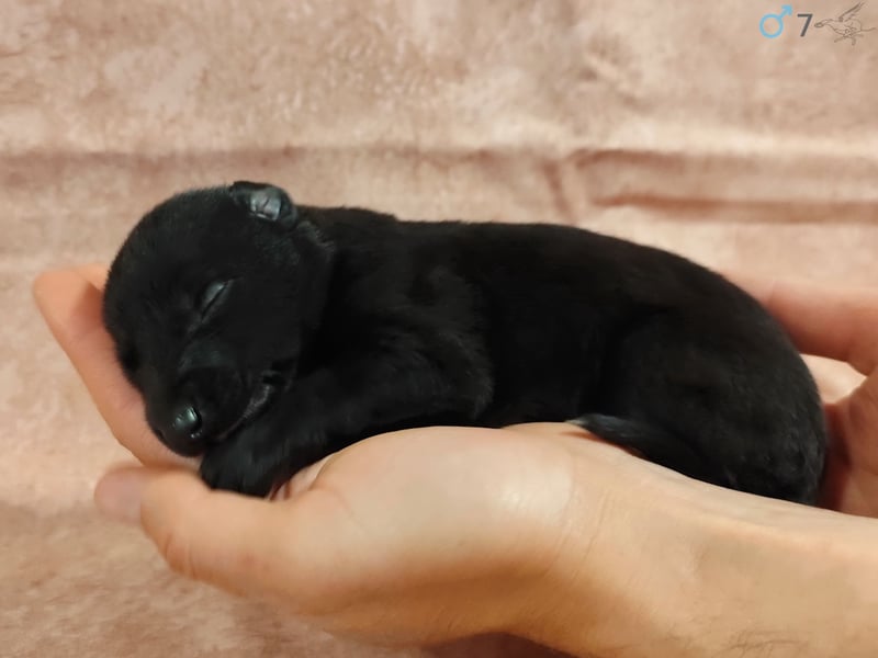 Whippet Welpen von den besten Rennlinien.