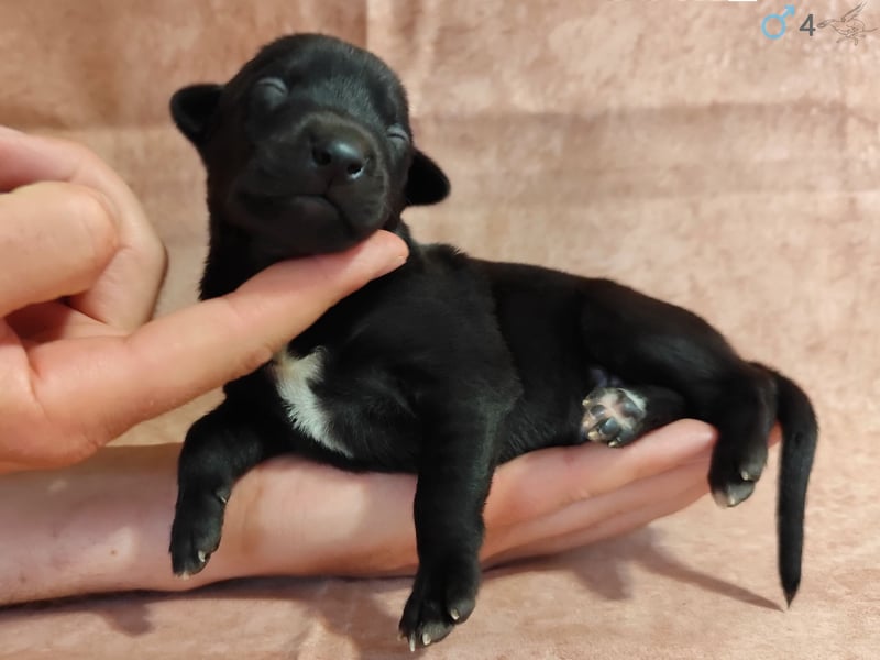 Whippet Welpen von den besten Rennlinien.