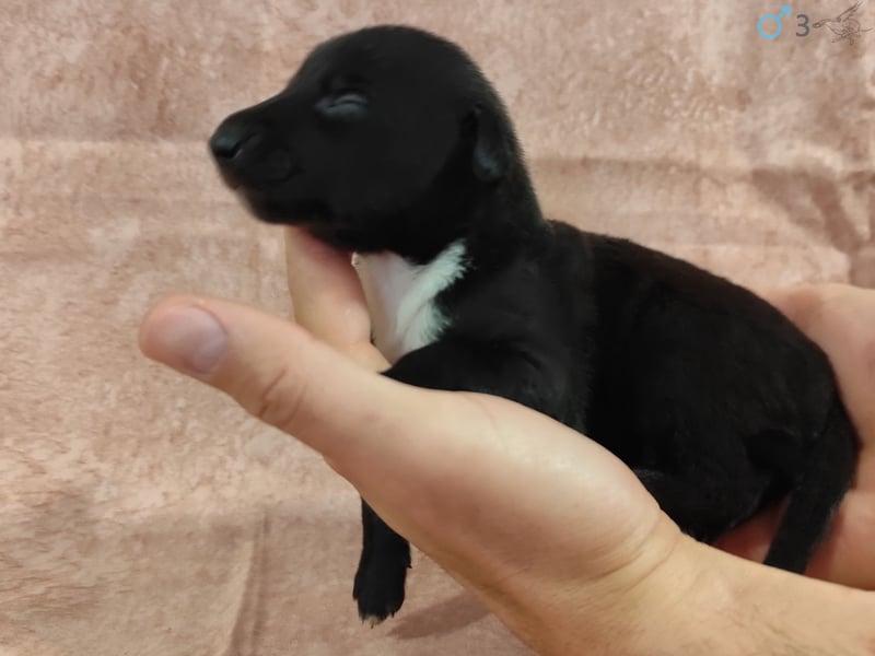 Whippet Welpen von den besten Rennlinien.