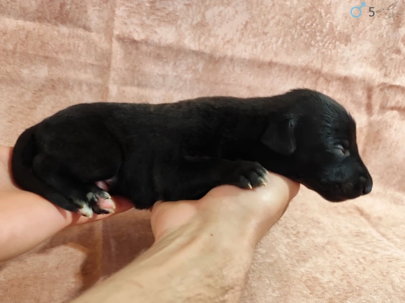 Whippet Welpen von den besten Rennlinien.