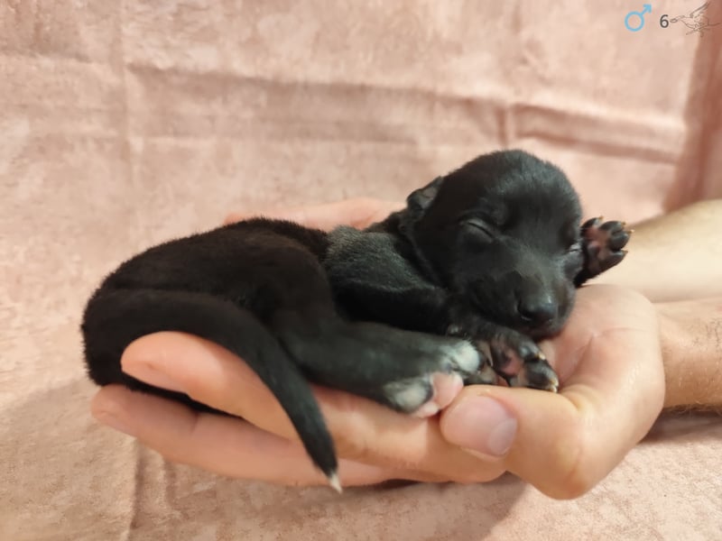 Whippet Welpen von den besten Rennlinien.