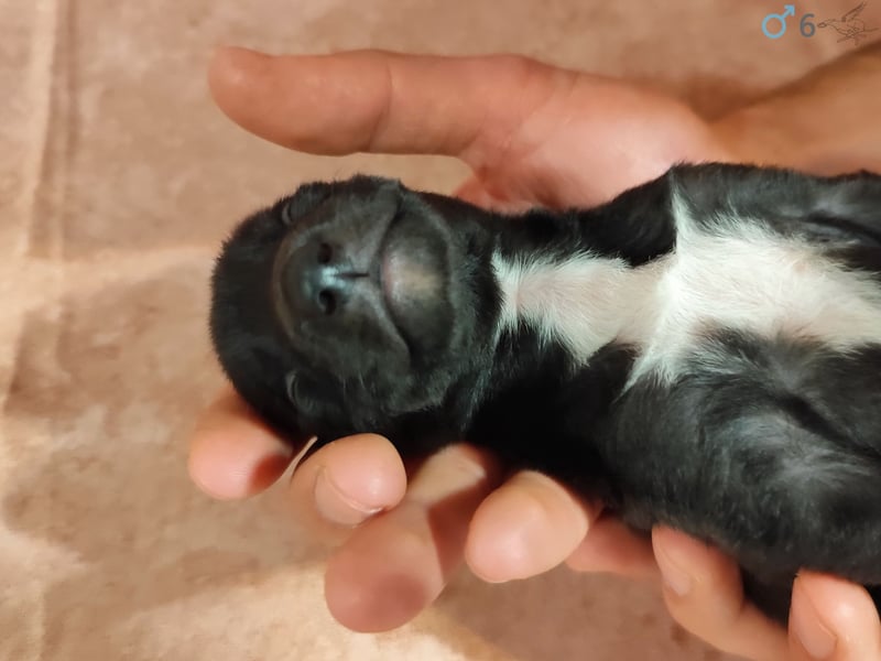 Whippet Welpen von den besten Rennlinien.