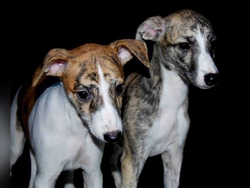 WHIPPET Welpen mit VDH-FCI-WCD Papieren