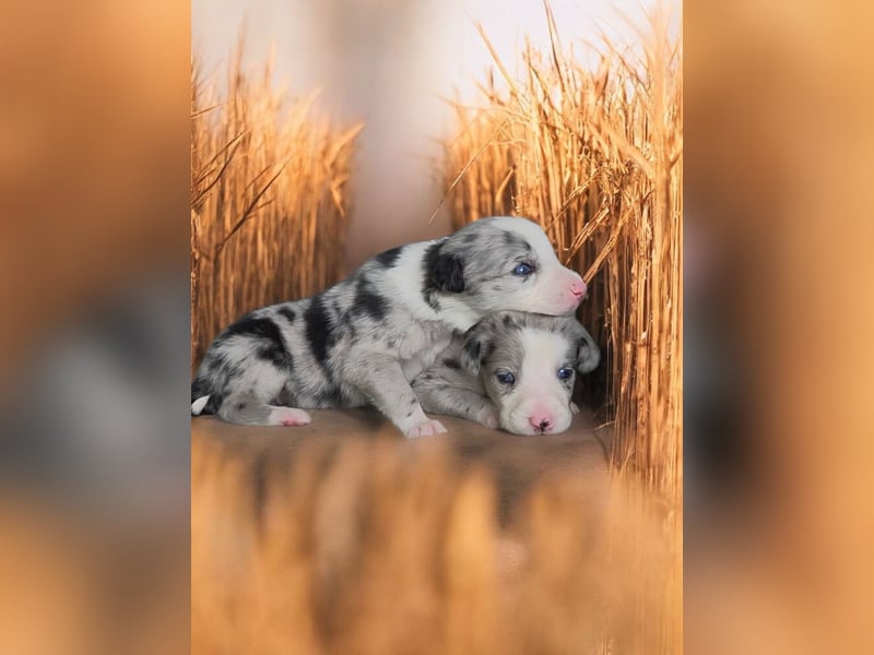 F1 Mini Toay Australian Shepherd x Whippet Kurzhaar Sport Therapie Familie