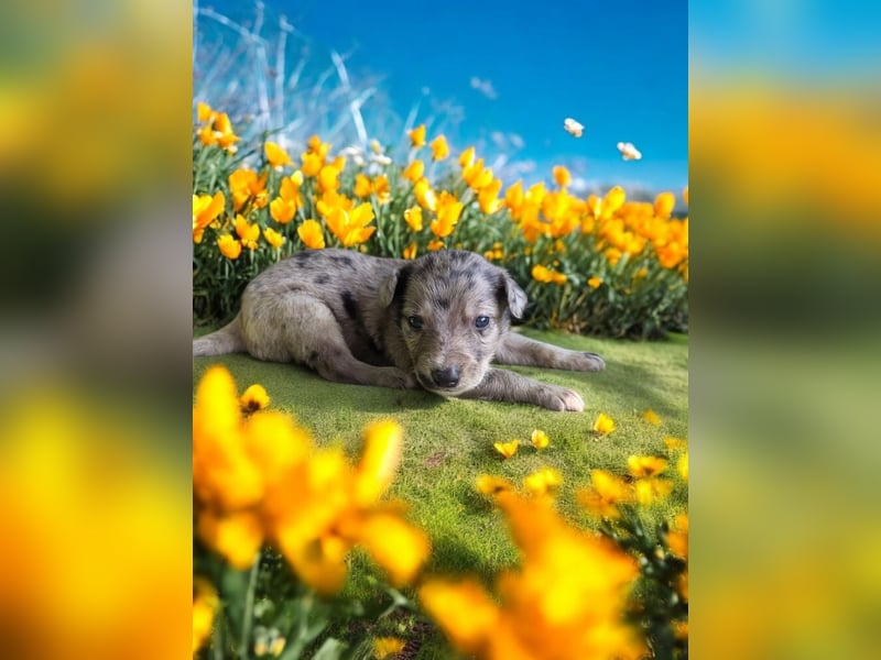 F1 Mini Toay Australian Shepherd x Whippet Kurzhaar Sport Therapie Familie