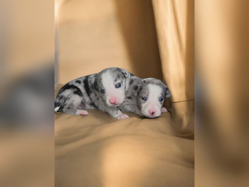F1 Mini Toay Australian Shepherd x Whippet Kurzhaar Sport Therapie Familie