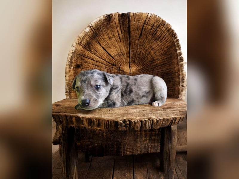 F1 Mini Toay Australian Shepherd x Whippet Kurzhaar Sport Therapie Familie