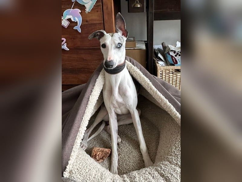 Whippet  17 Monate alt