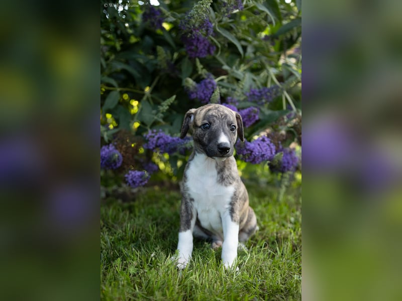 Whippet Welpen
