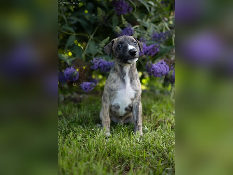 Whippet Welpen