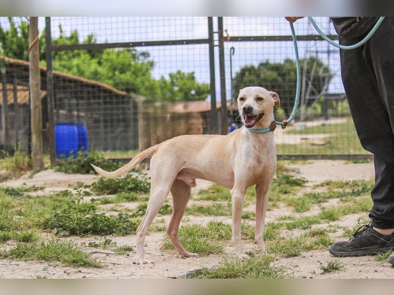 Enno, Mix Whippet / Podengo, lieb und sozial
