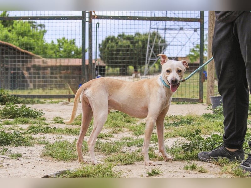 Enno, Mix Whippet / Podengo, lieb und sozial