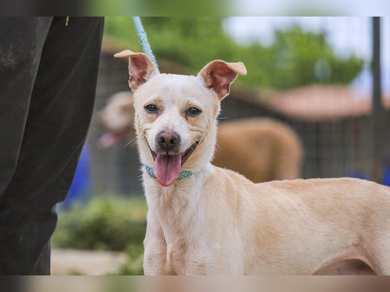 Enno, Mix Whippet / Podengo, lieb und sozial