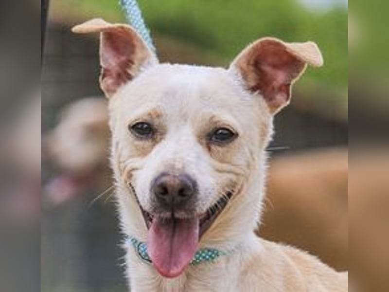 Enno, Mix Whippet / Podengo, lieb und sozial