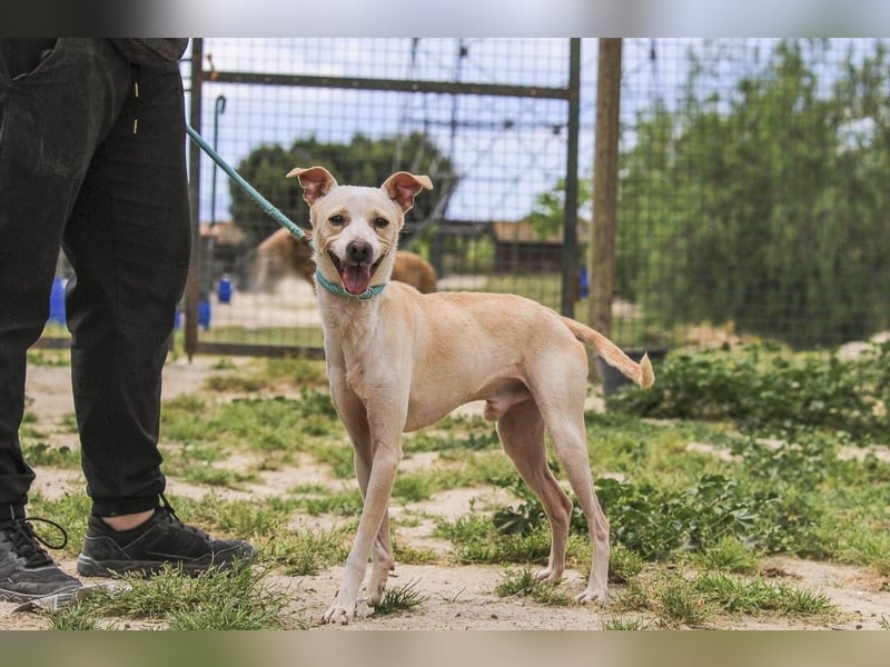 Enno, Mix Whippet / Podengo, lieb und sozial
