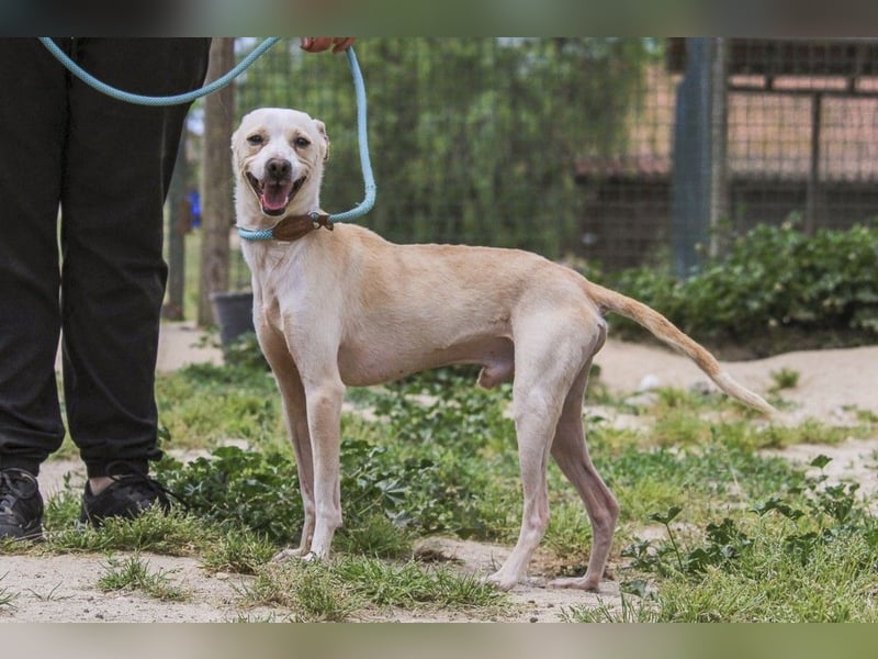 Enno, Mix Whippet / Podengo, lieb und sozial