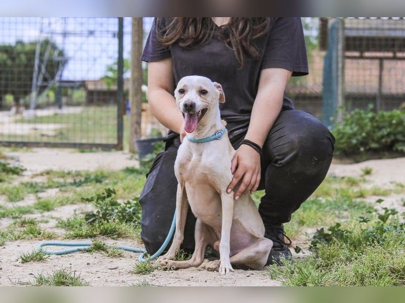 Enno, Mix Whippet / Podengo, lieb und sozial