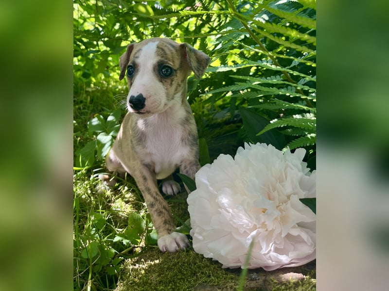 Whippet Welpen mit VDH/DWZRV Papieren