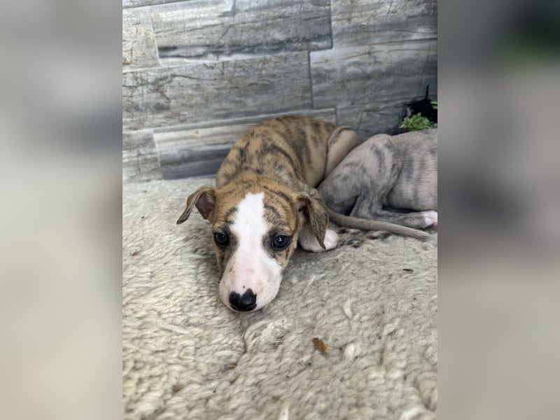 Whippet Welpen mit VDH/DWZRV Papieren
