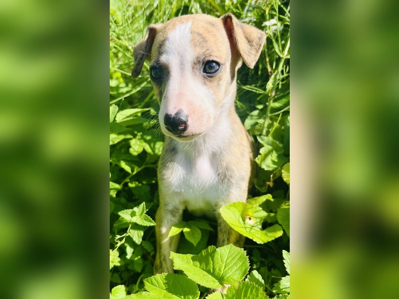 Whippet Welpen mit VDH/DWZRV Papieren