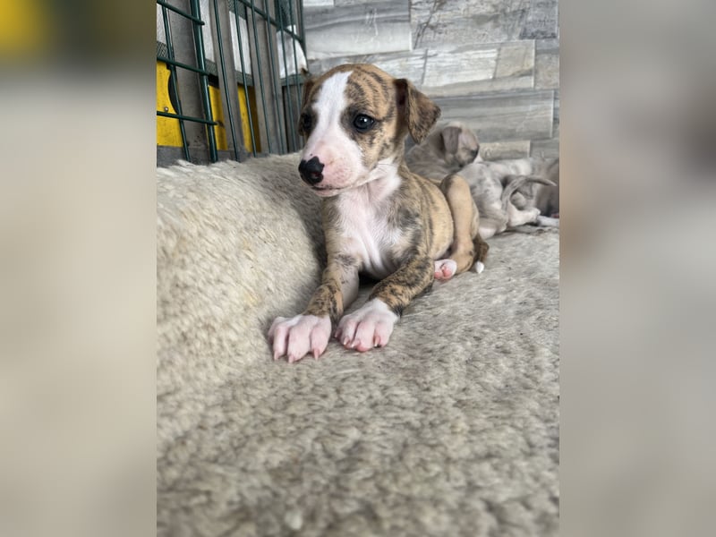 Whippet Welpen mit VDH/DWZRV Papieren