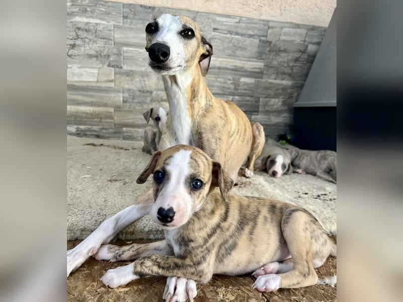 Whippet Welpen mit VDH/DWZRV Papieren