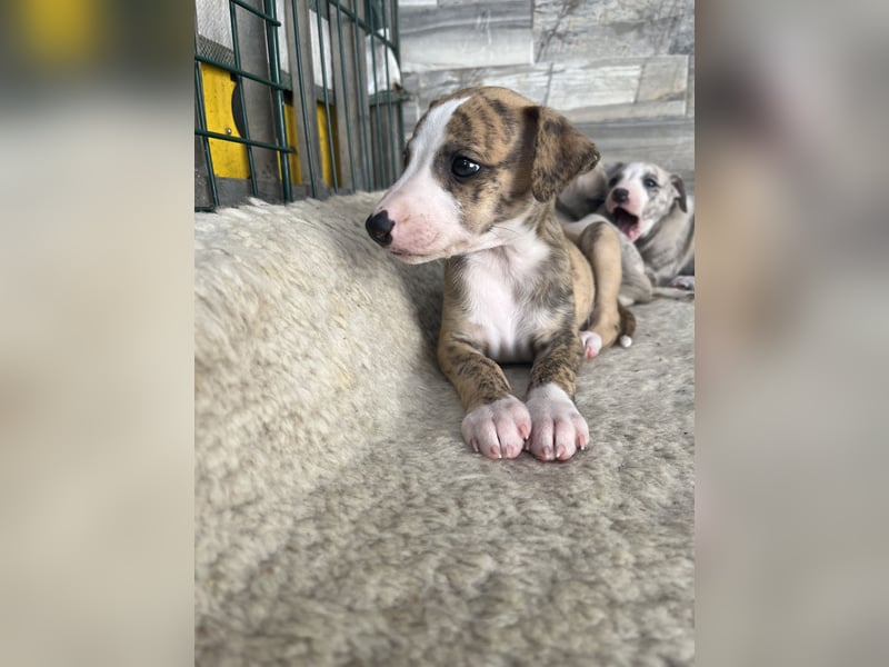 Whippet Welpen mit VDH/DWZRV Papieren