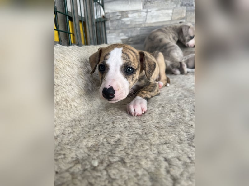 Whippet Welpen mit VDH/DWZRV Papieren