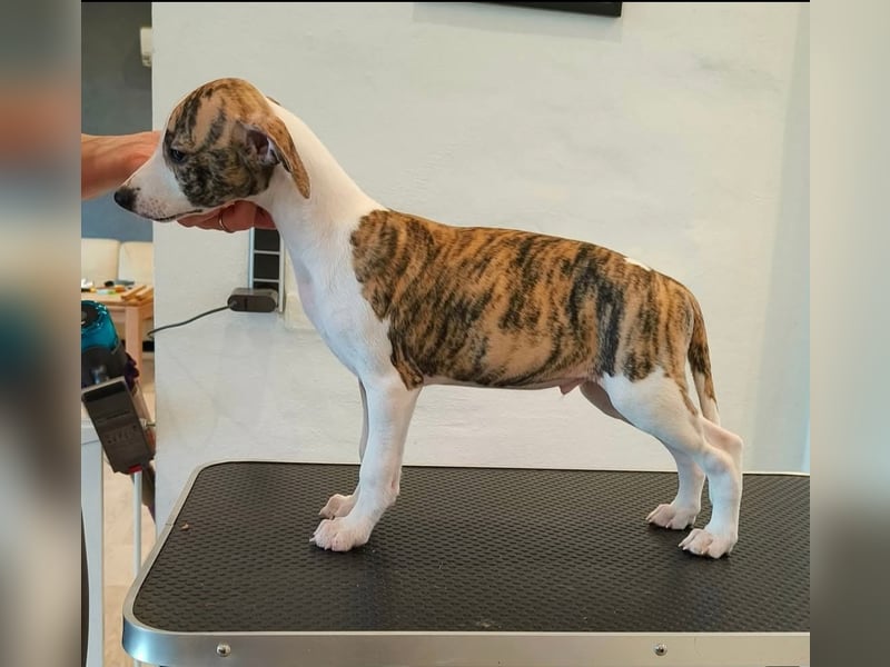 Whippet welpen