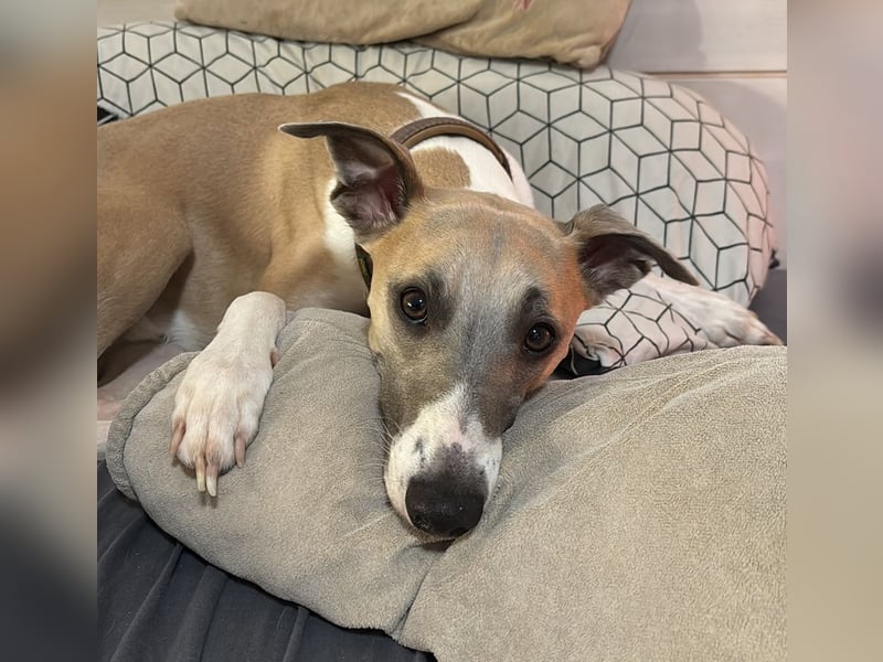 Biete erfahrenen Whippetrüden zum decken