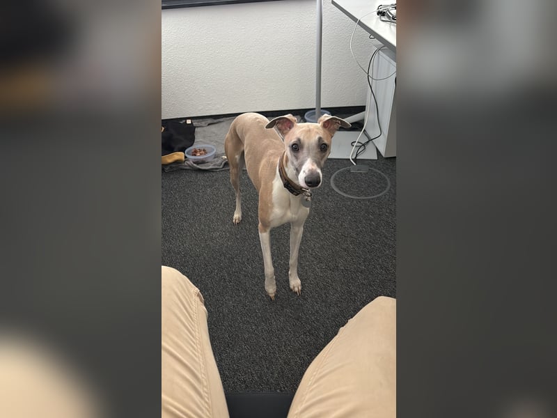 Biete erfahrenen Whippetrüden zum decken