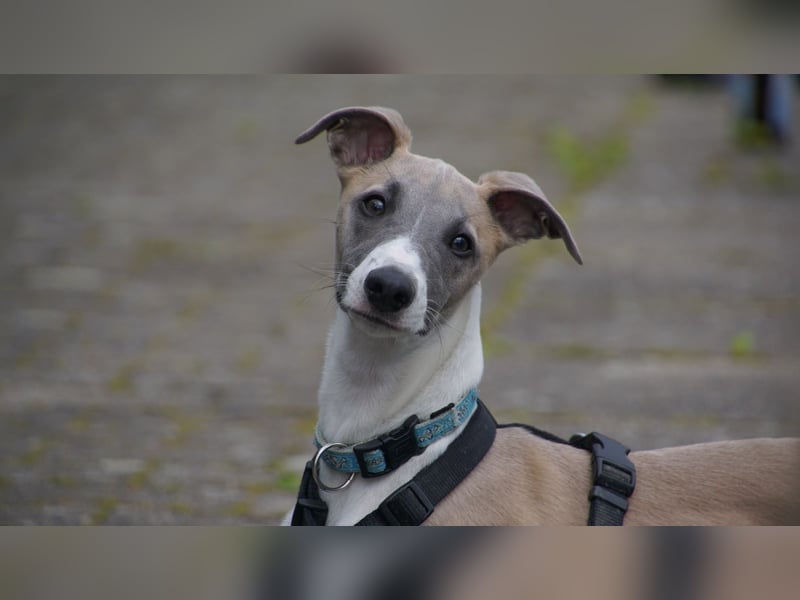 Biete erfahrenen Whippetrüden zum decken