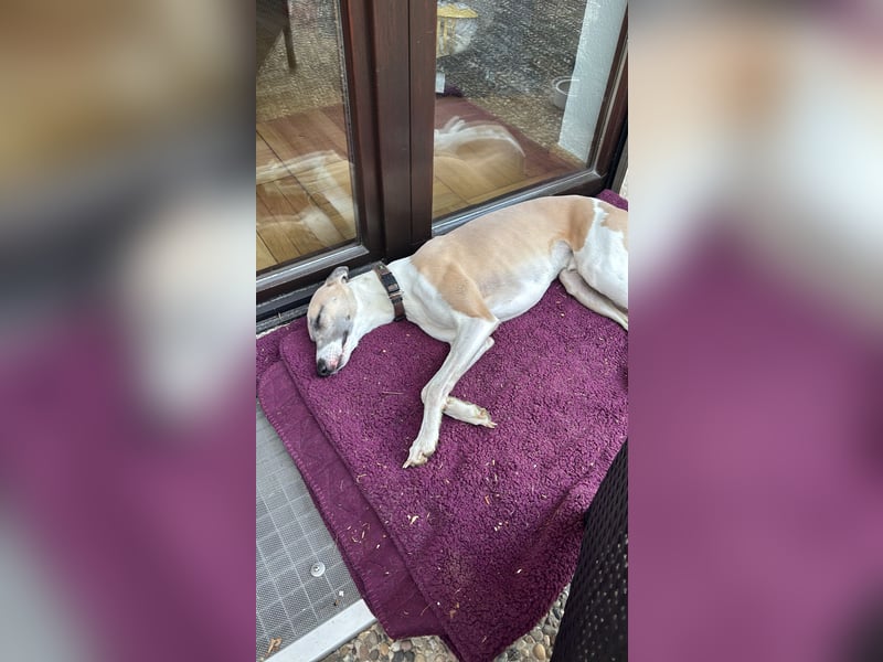 Biete erfahrenen Whippetrüden zum decken