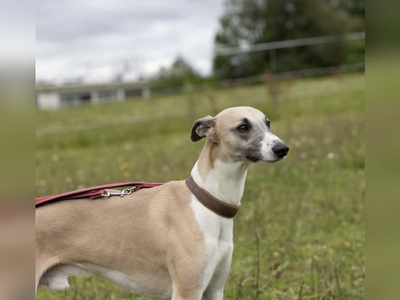 Biete erfahrenen Whippetrüden zum decken