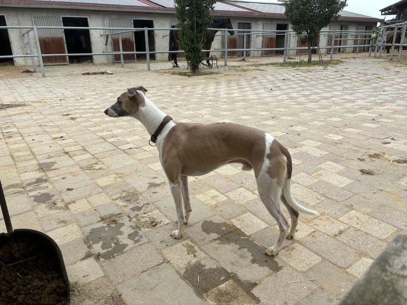 Biete erfahrenen Whippetrüden zum decken