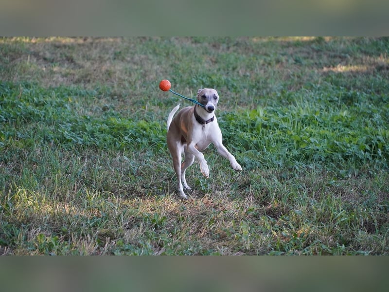 Biete erfahrenen Whippetrüden zum decken