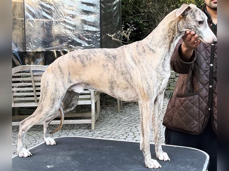 Unsere  Whippet Welpen WCD e. V./VDH