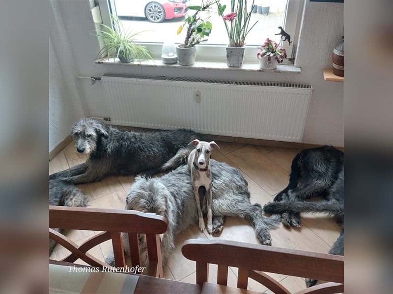 Unsere  Whippet Welpen WCD e. V./VDH