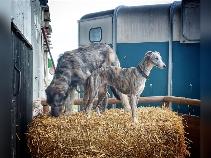 Unsere  Whippet Welpen WCD e. V./VDH