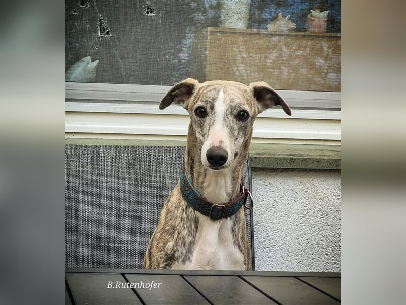 Unsere  Whippet Welpen WCD e. V./VDH